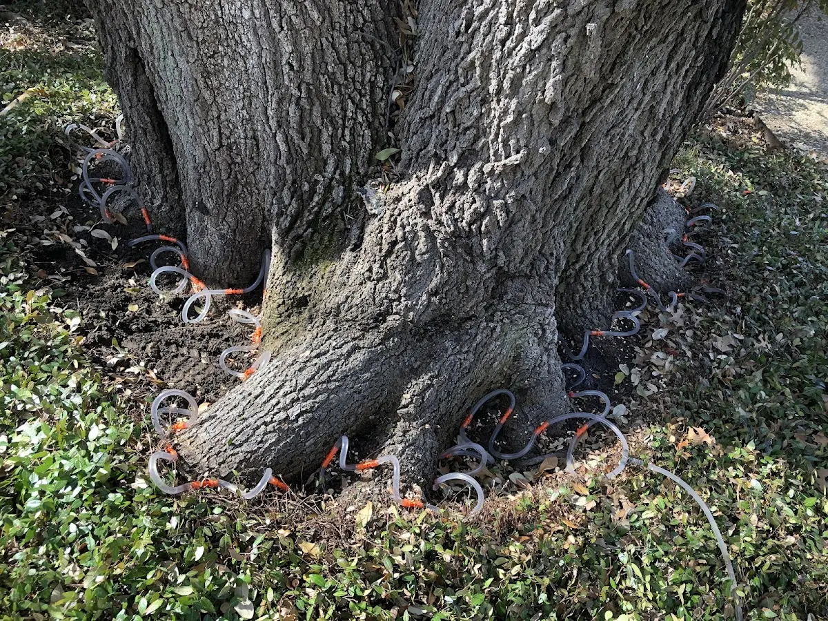 Detailed Tree Cabling and Bracing job site in Valley City