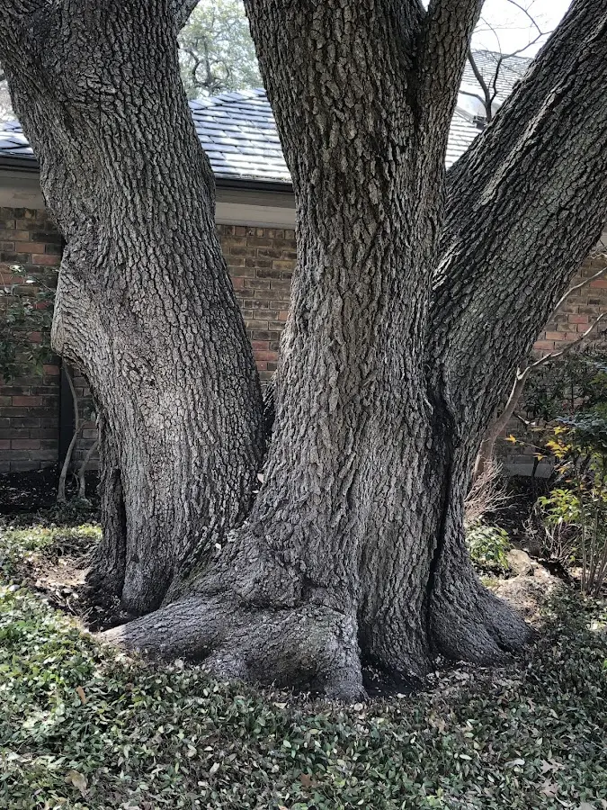 Mature heritage tree close to a Valley City property cared for by certified arborists